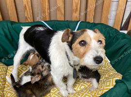 for sale jack russell puppies