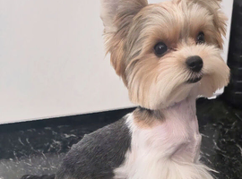 Mini biewer terrier puppy boy