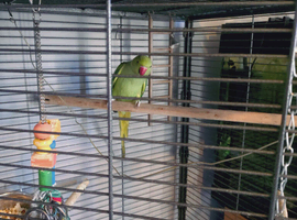 Green Indian ringneck with cage for sale