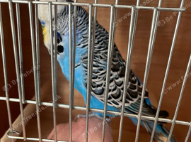 English show budgies for new home