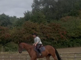 16.1 6year old tb gelding