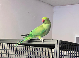 Stunning young Indian ringnick parrot