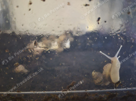 Young Giant african land snails, lots available FREE