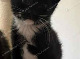 Male kitten