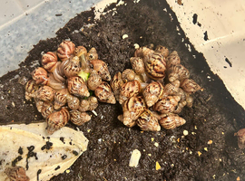 Giant African land snails