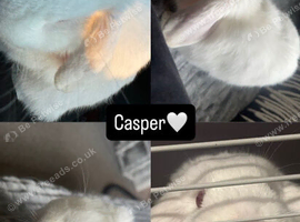 Holland lop