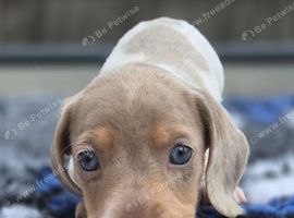 Piebald blue eyed boy