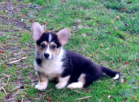 1 boy, 1 girl KC Pembroke Corgis