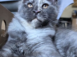 Last girl Tica register
