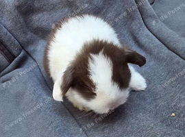 Mini lop rabbits (ready 25th August)