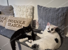 Male cat and female cat