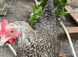 Female chicken /hen needs to be rehome
