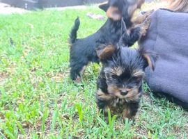 My black-tan Yorkie's