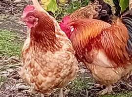 Laying hens
