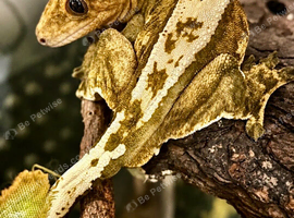 Stunning Male crested gecko