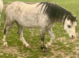 Beautiful 5 year old Welsh section A