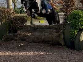 14.2/3h 3/4 Freisian x cob