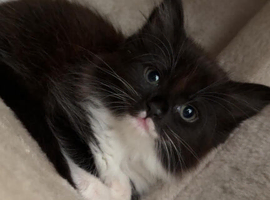 Long haired kitten with everything you need
