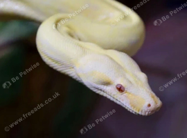 Albino boa constrictor