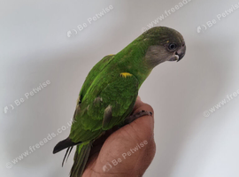 Baby Senegal