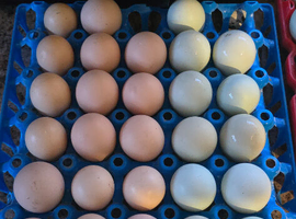 Hatching Eggs
