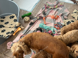 Cavapoochon puppies
