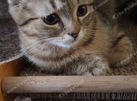 AVAILABLE NOW Pure breed Scottish fold tabby gold  boy