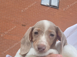 Miniature Dachshund female