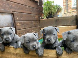 Blue Staffordshire bull terrier puppies