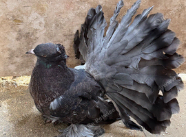 Indian fantail