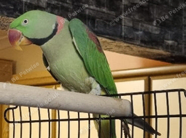 Aleksandrine talking parrot with cage