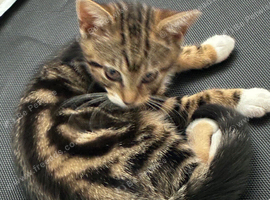 Kitten for sale to a new home