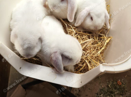 11 Week Old Lop Eared Bunnies in Northampton