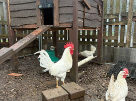 White star hatching eggs