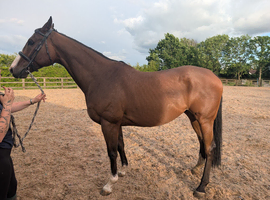 Top eventer in making ror gelding