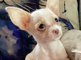Gorgeous tiny Chihuahua puppies