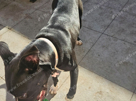 1 year old staffy