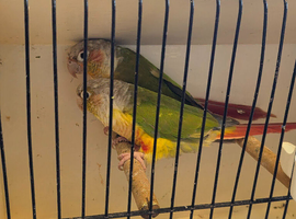 Parakeets