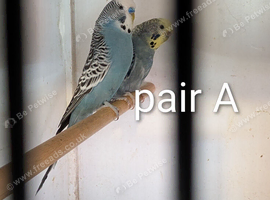 bonded budgie breeding pairs and double cage