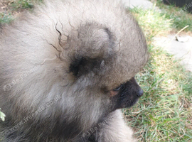 Pomeranian puppies ready now 26th Aug