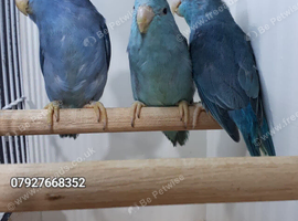 Parrotlets and Love Birds