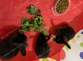 3 baby bunnies (boys)READY NOW