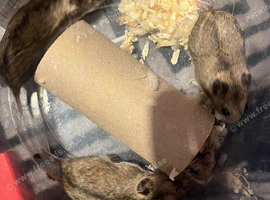 Baby Chinese hampsters