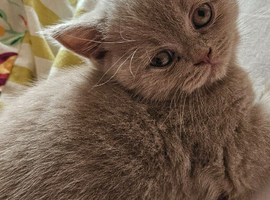 Beautiful Female Kittens Ready to Reserve