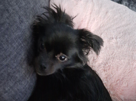 Pomeranian cross pekanise