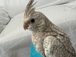 Whiteface Pearl cockatiel