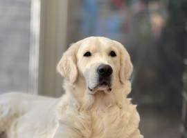 Old English Cream Golden Retriever Puppies