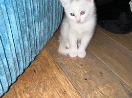 Beautiful litter from my tabby cat