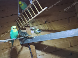 Young male  budgies  for sale