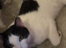 Beautiful cat